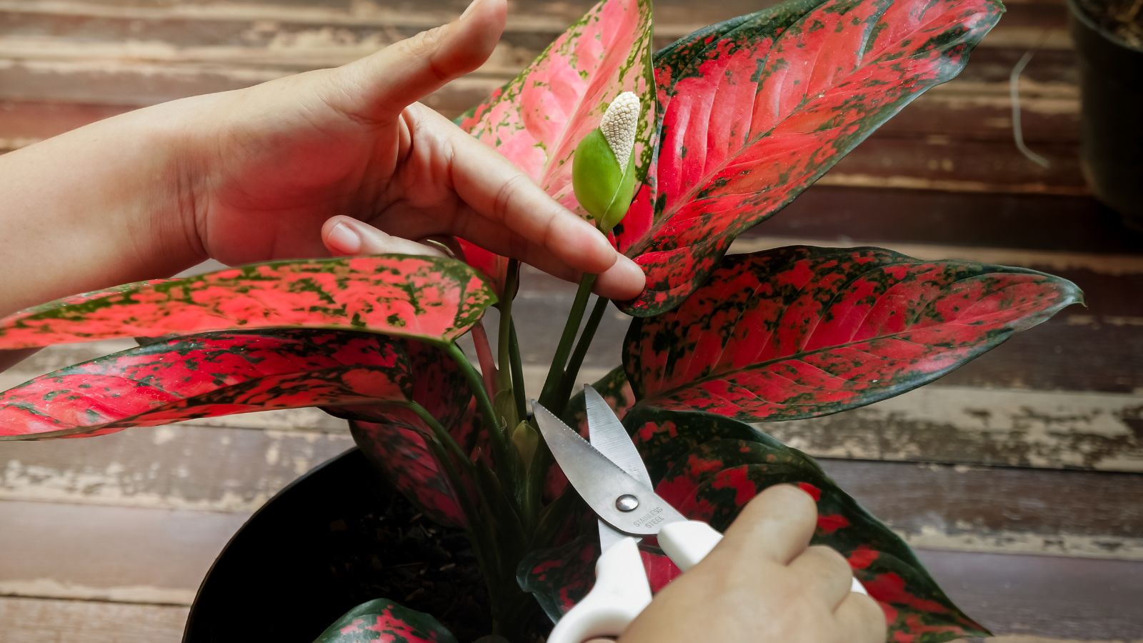 A shot of a person's hand pruning a houseplant and its flowers, with the plant placed in a pot on a wooden surface in an area indoors