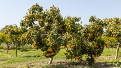 A shot of several developing evergreen shrubs and their ripe yellow fruits in a sunny area outdoors