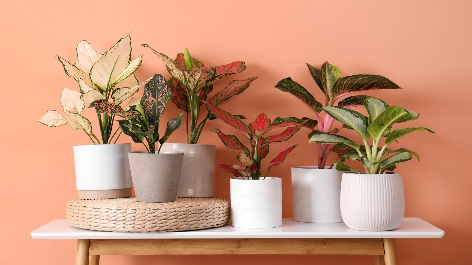 A shot of several varieties of the aglaonema