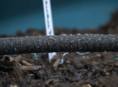 Black soaker hose in the garden.