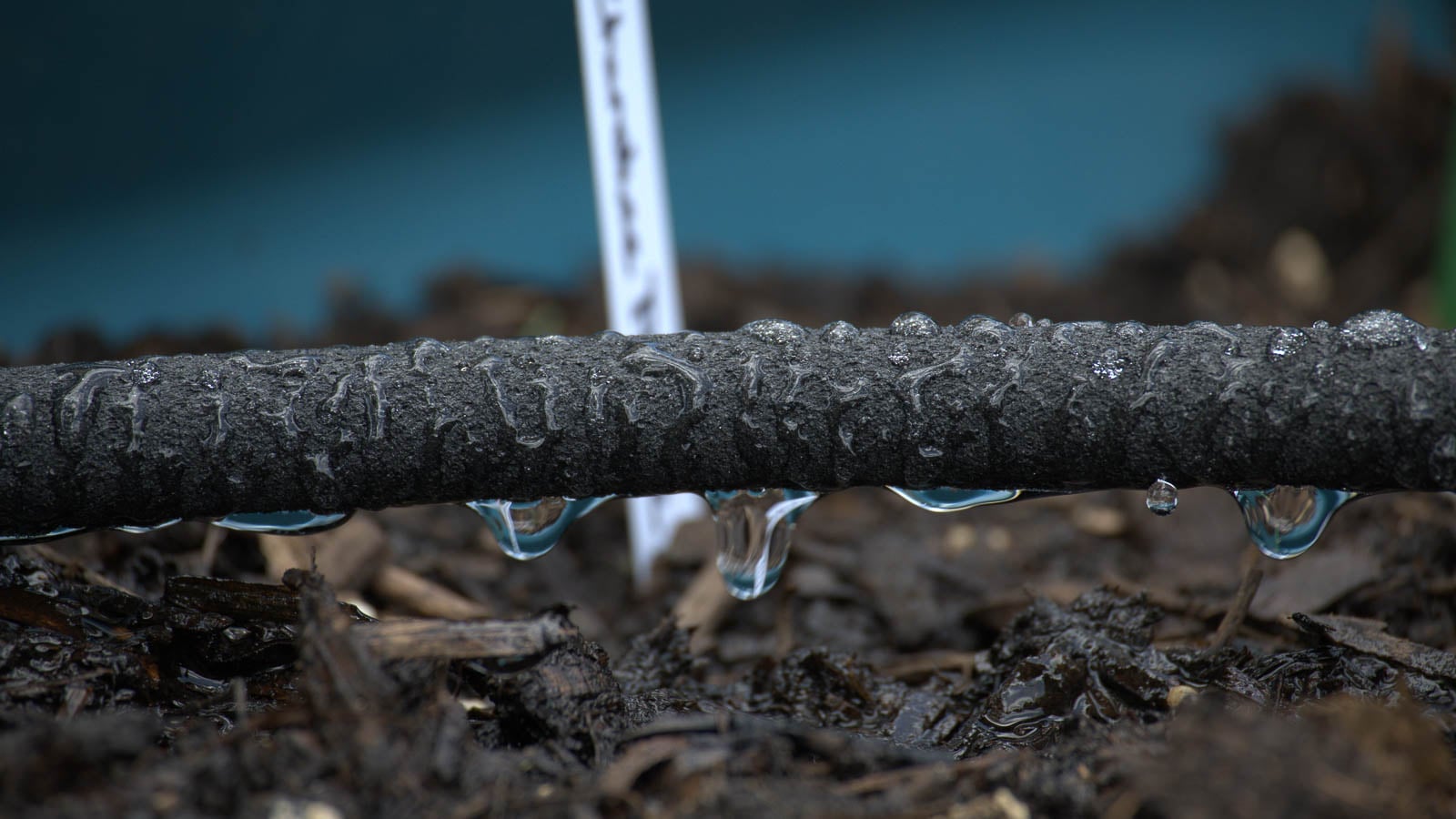 Black soaker hose in the garden.