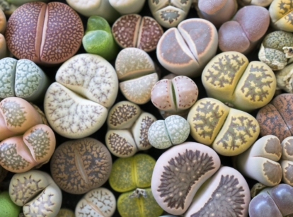 A layer of different varieties of Lithops, having various colors appearing to have distinct markings with round shapes