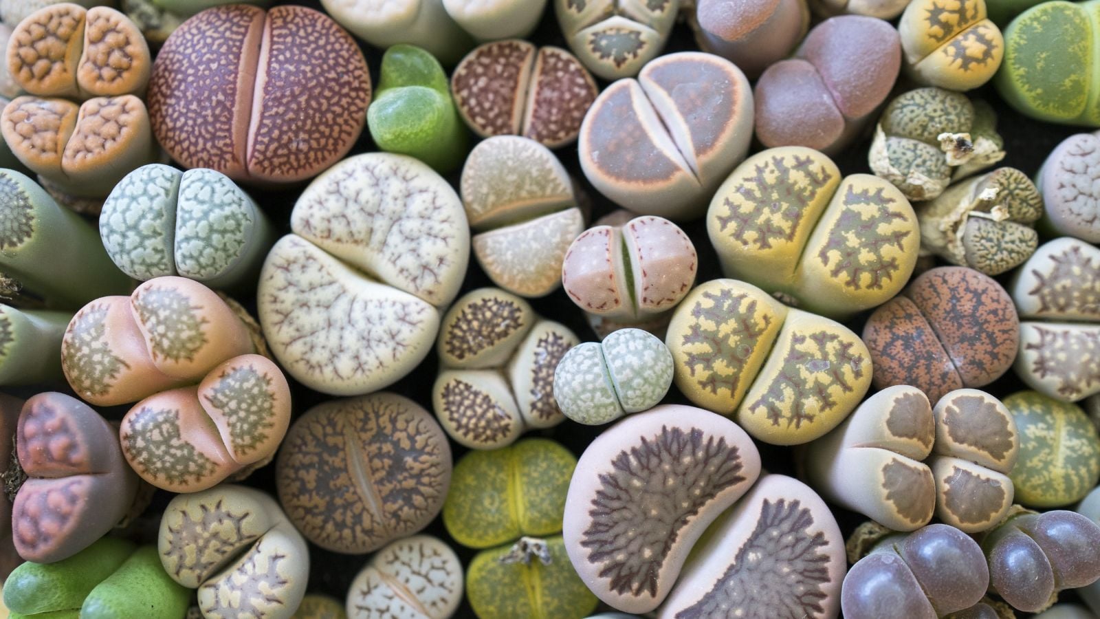 A layer of different varieties of Lithops, having various colors appearing to have distinct markings with round shapes