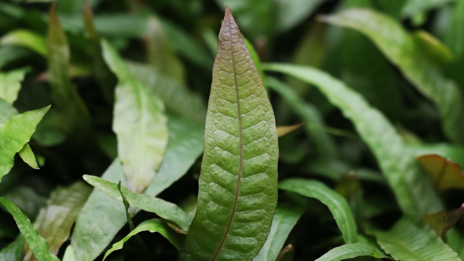 A close-up shot of leaves of an aquatic plant showcasing its textures