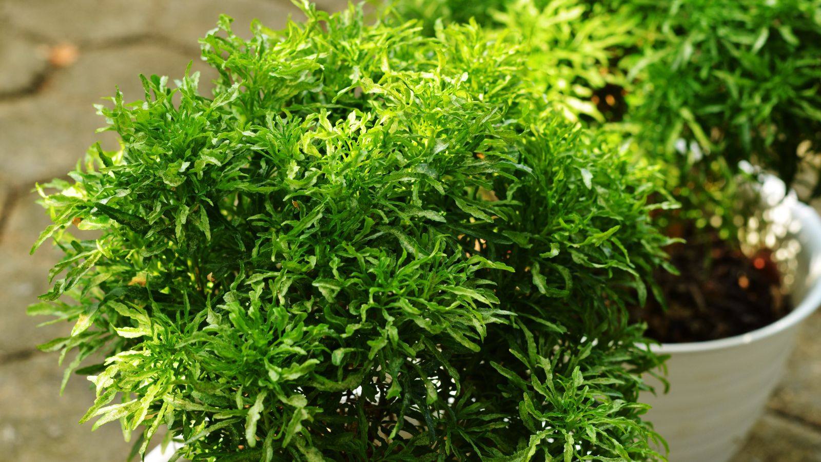 A shot of aquatic plants that are placed in individual white colored pots in an area outdoors