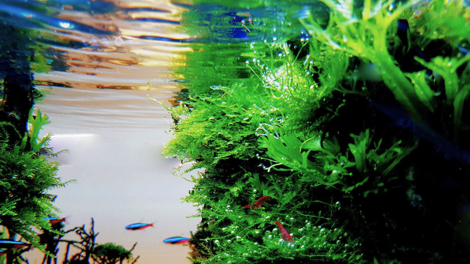 A shot of developing aquatic plants submerged in water alongside fish and other aquatic foliage