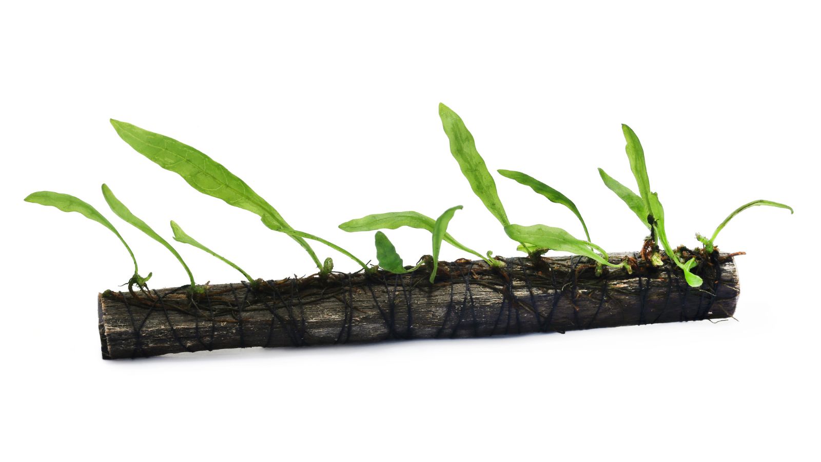 A shot of developing aquatic plants on a piece of wood