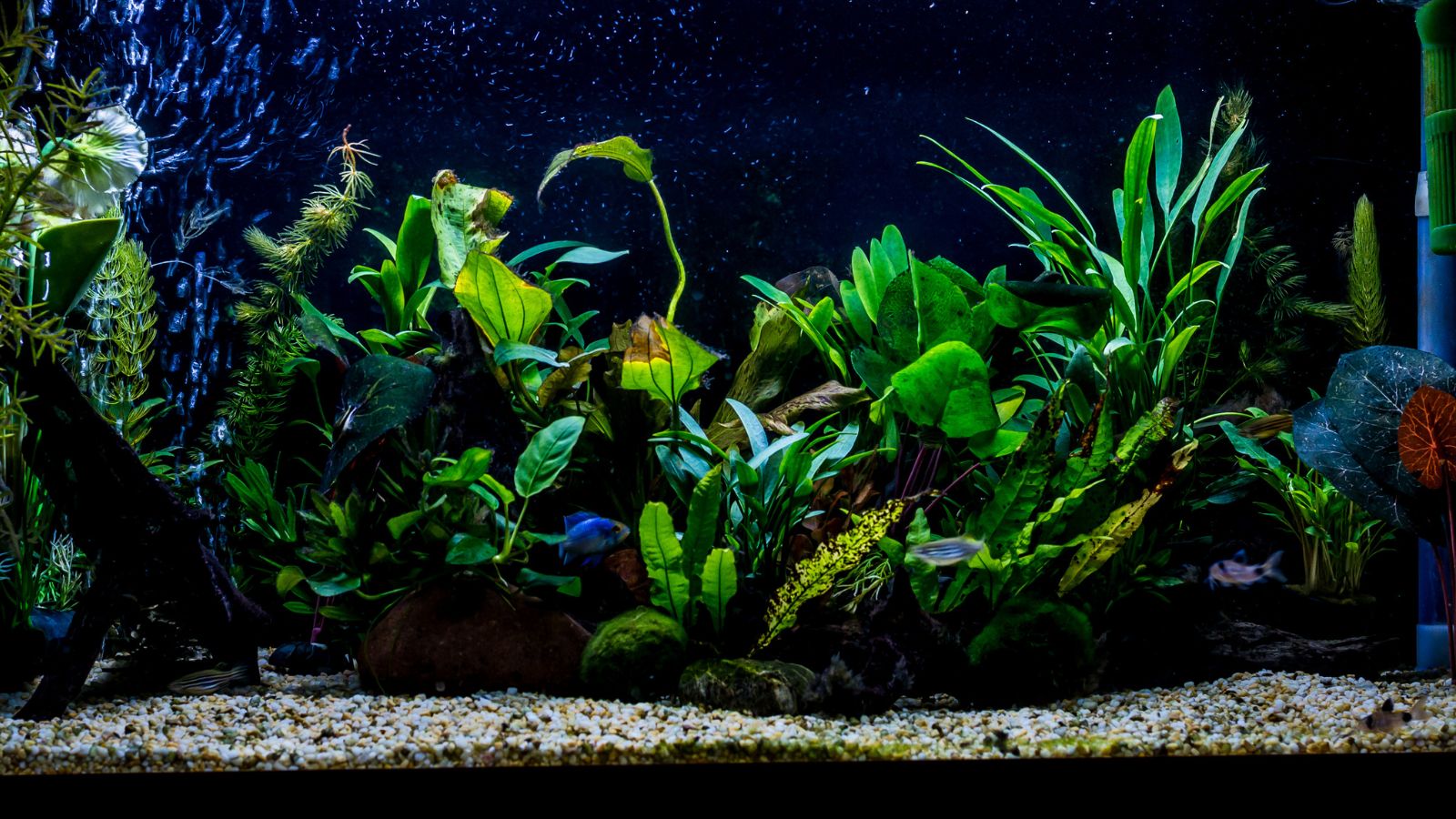 A shot of several aquatic plants in a container exposed in low light indoors