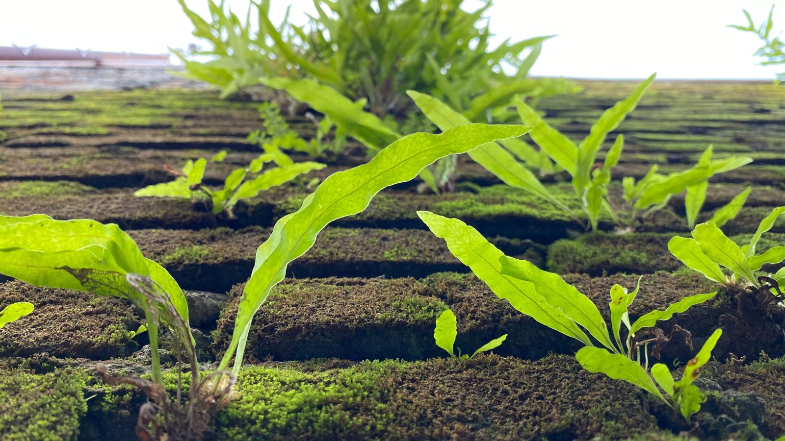 A close up shot of aquatic plants growing somewhere with water and moss under abundant light
