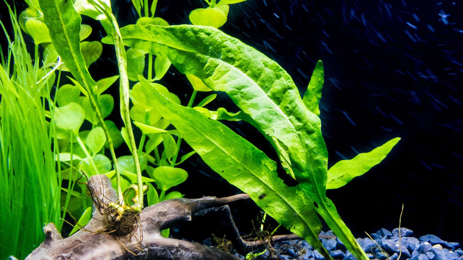 A shot of a variety of aquatic plants named Narrow showcasing its elongated leaves
