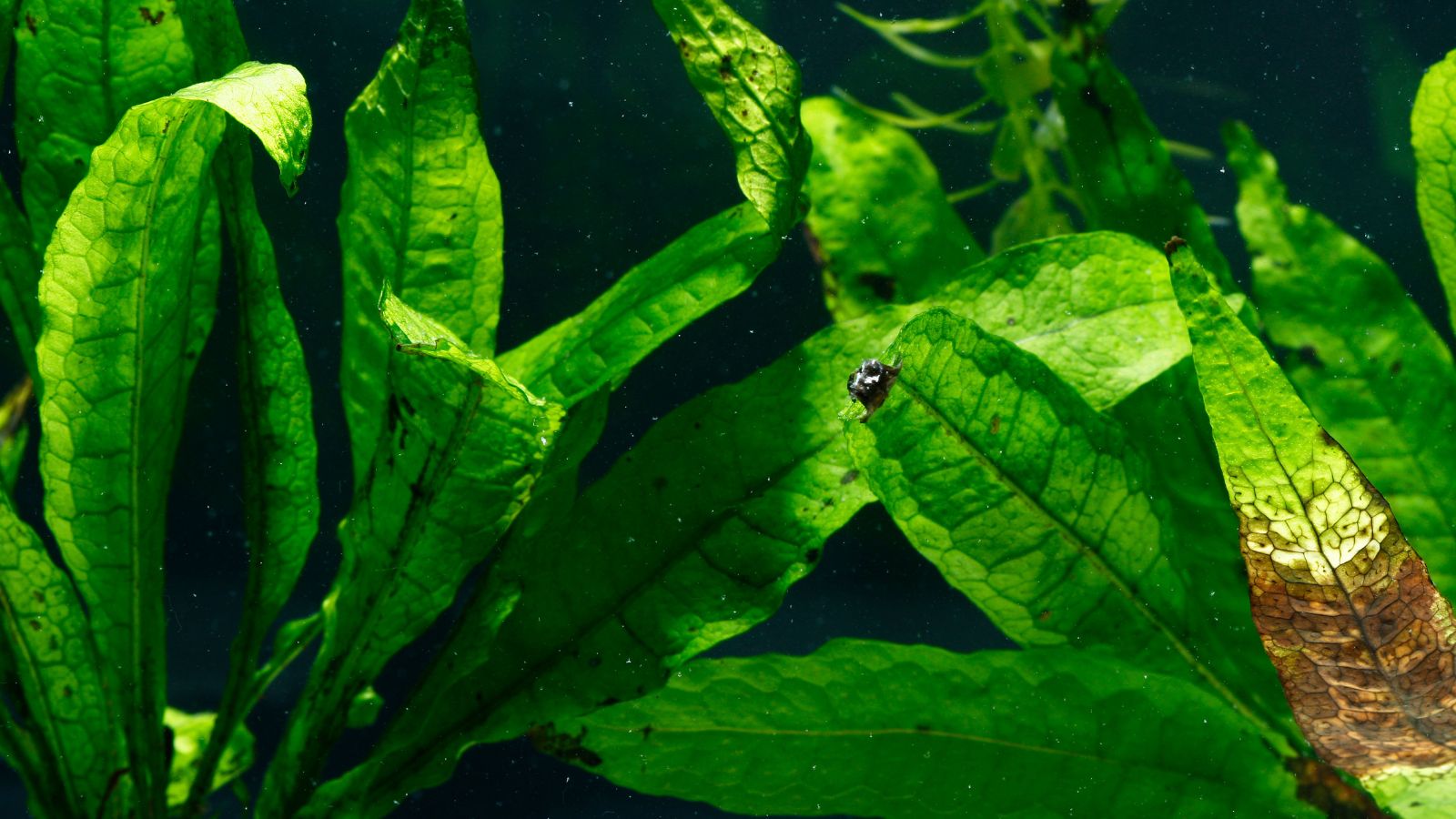 A close-up shot of green leaves of a variety of an aquatic plant named Philippine