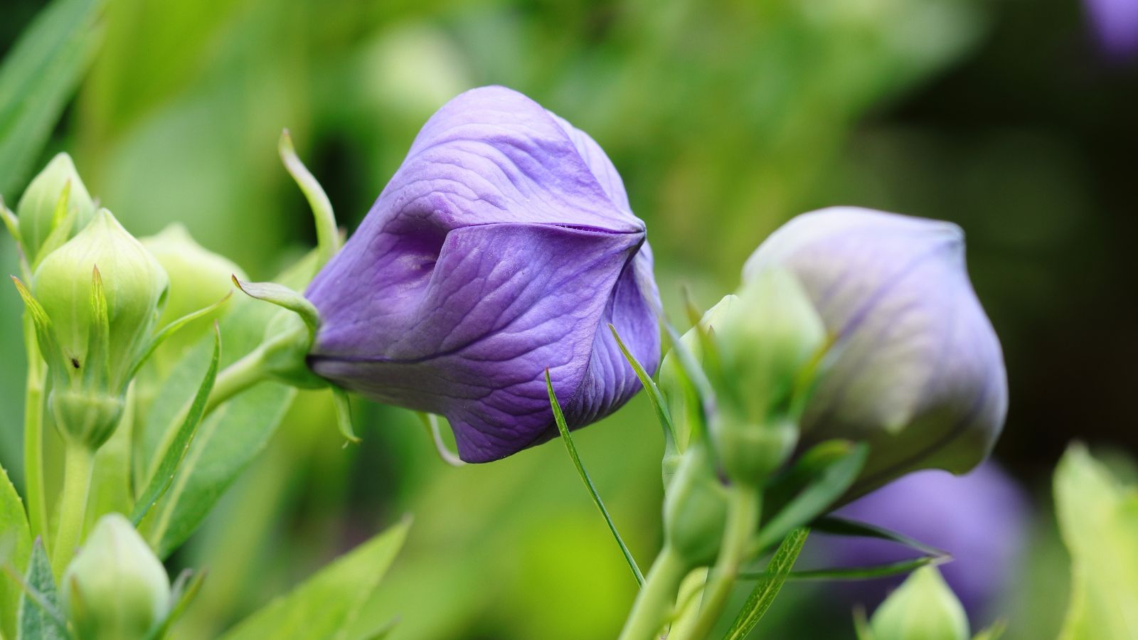 Lovely Platycodon grandiflorus blooms still closed showing huge buds that have purple petals surrounded by green foliage