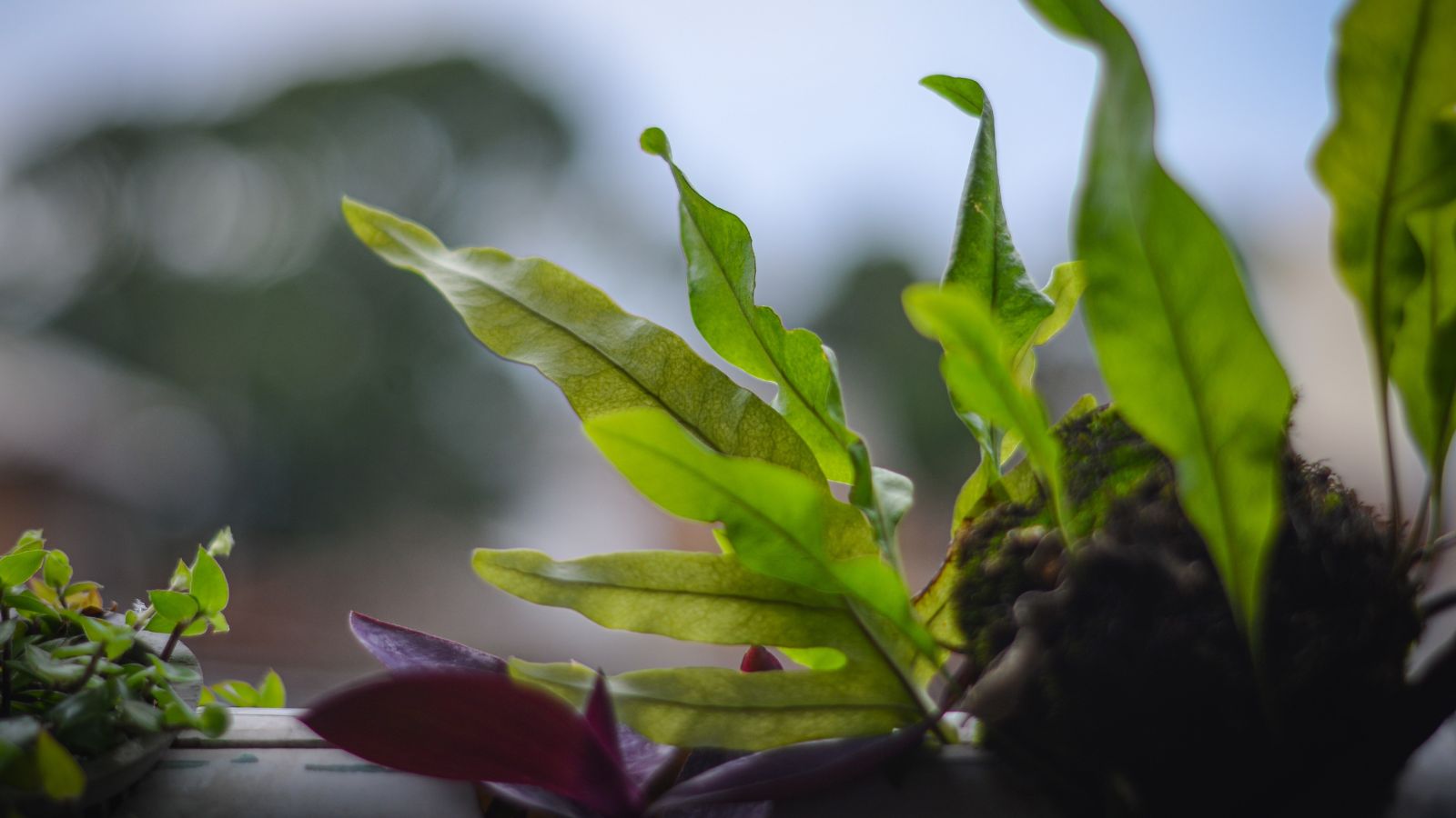 A close-up shot of leaves of a variety of aquatic plants named Undulata showcasing its wide leaves that decrease at its base