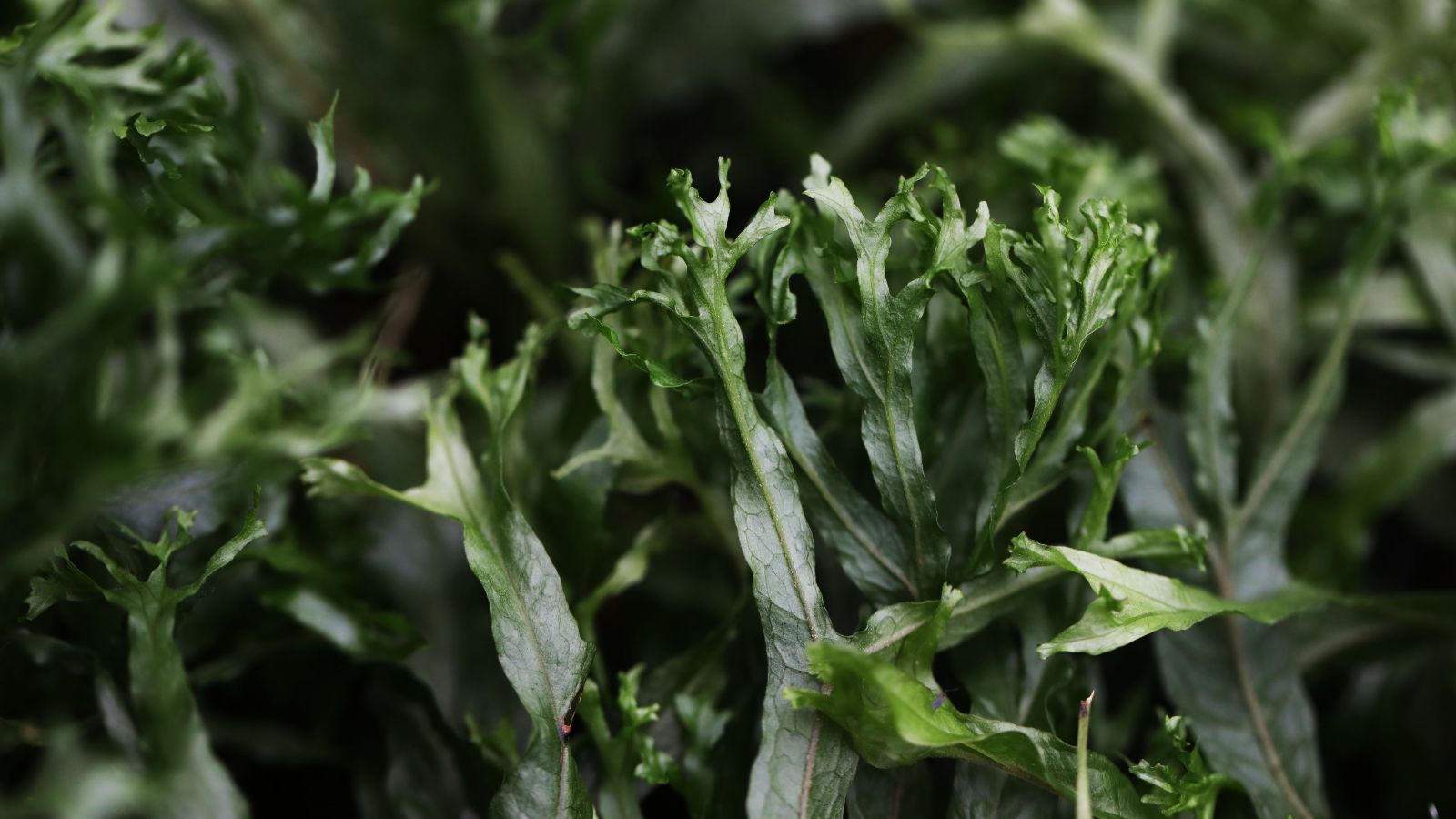 A close-up shot of leaves of a variety of aquatic plants called Windeløv showcasing its delicate leaves.