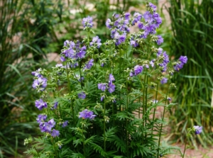A bunch of jacob's ladder, appearing to have deep green foliage with dainty small flowers having a bright purple hue surrounded by other greens