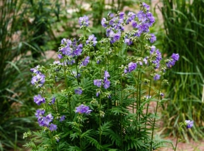 A bunch of jacob's ladder, appearing to have deep green foliage with dainty small flowers having a bright purple hue surrounded by other greens