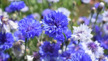 A close-up shot of a composition of bright blue flowers in an area outdoors