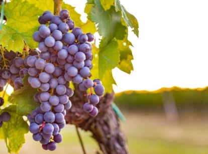 A close-up shot of growing grapes