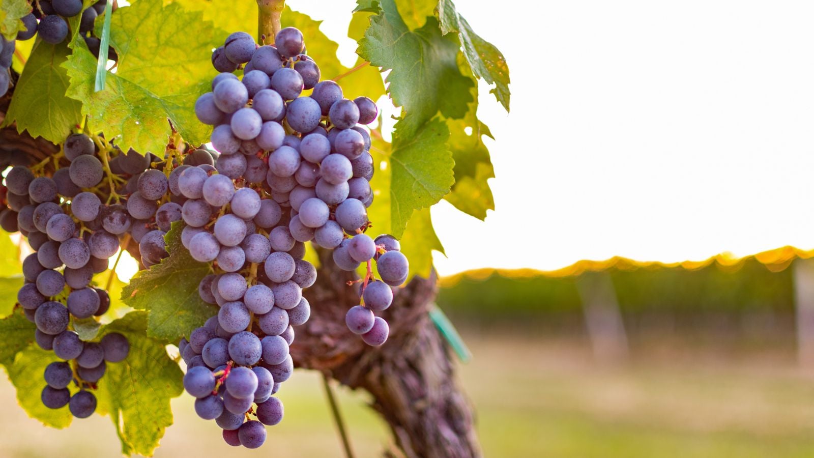 A close-up shot of growing grapes