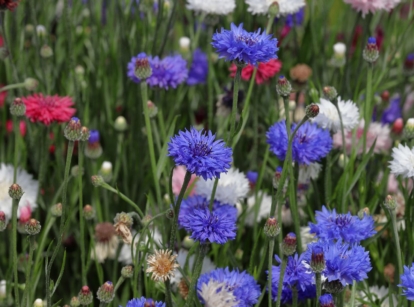 A close-up shot of a field of multi-colored bachelor buttons