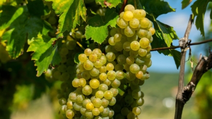 A close-up shot of white fruits attached to its stem with its vines still attached, all situated in a well lit area outdoors