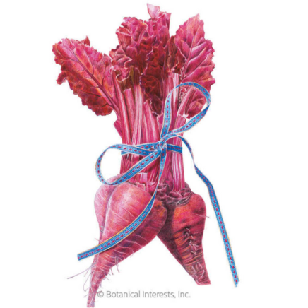 Bull's Blood Beet Seeds