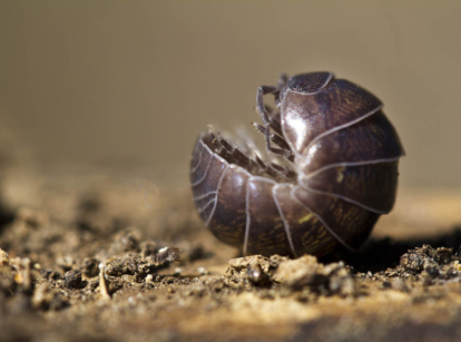 Pillbug or roly poly bug.