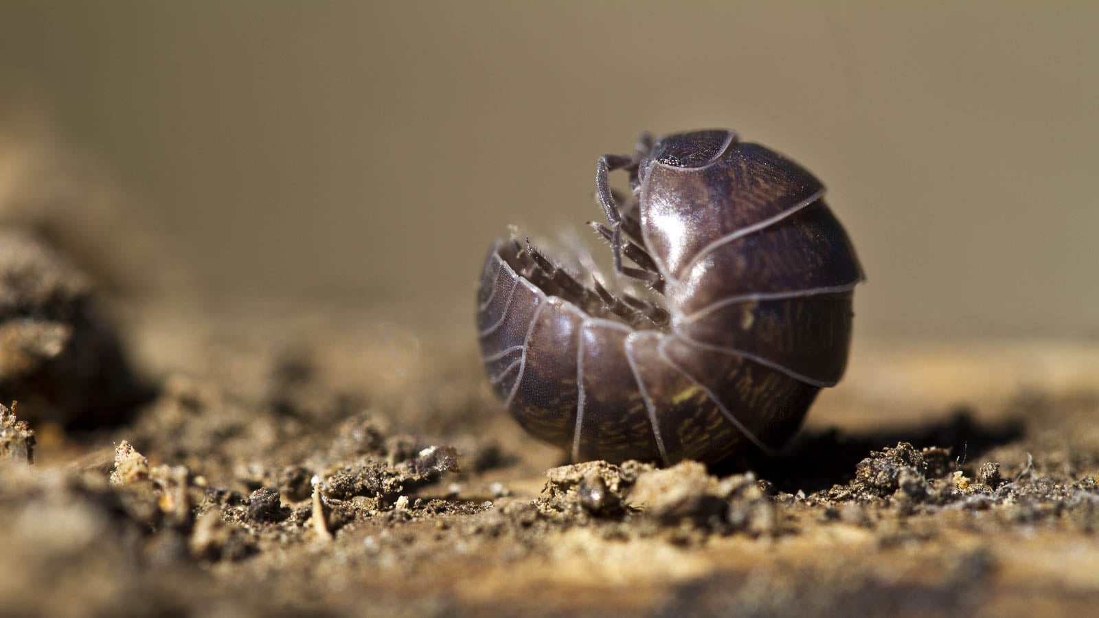Pillbug or roly poly bug.