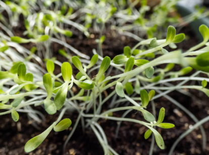 Lettuce microgreens.
