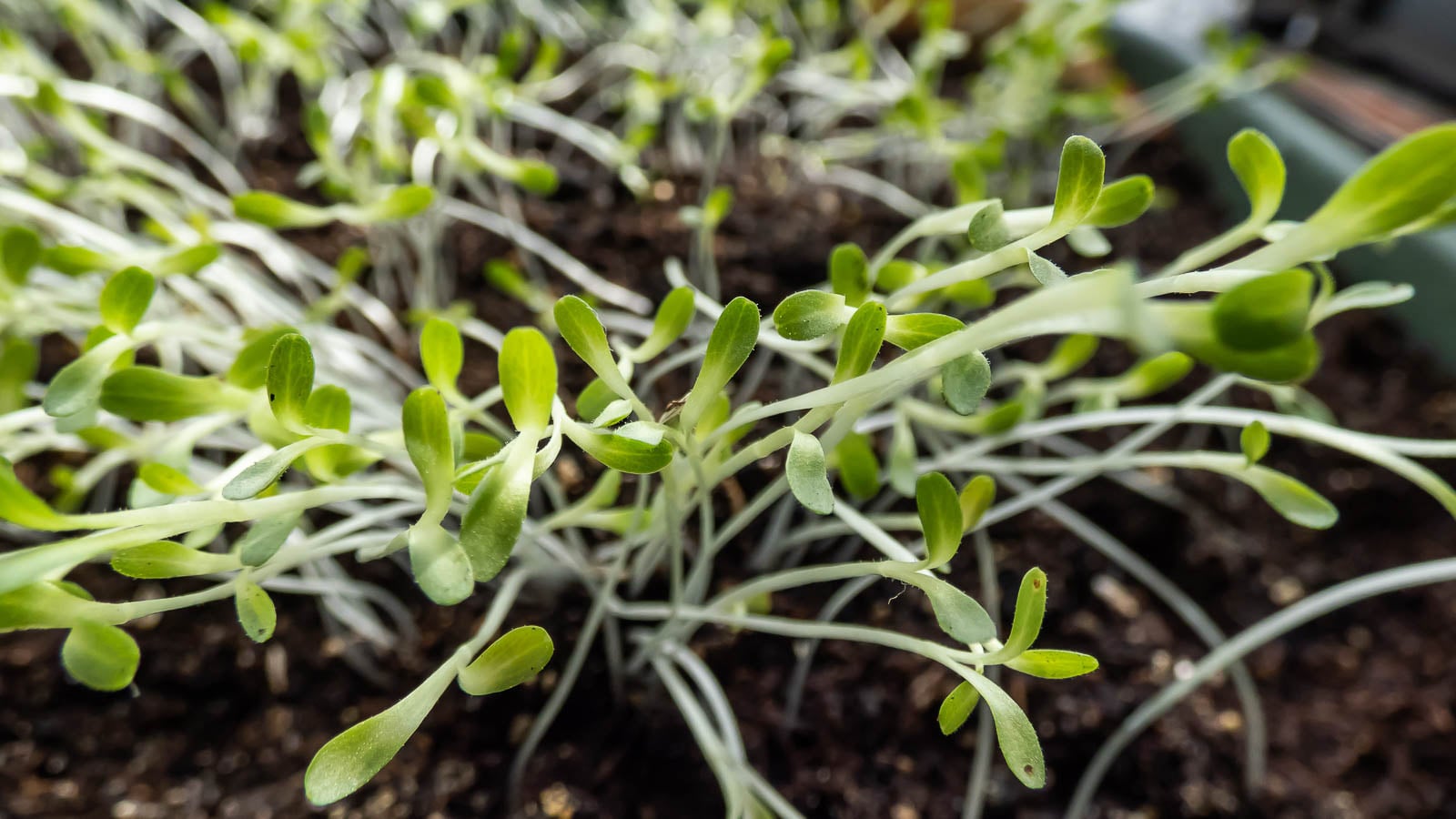 Lettuce microgreens.