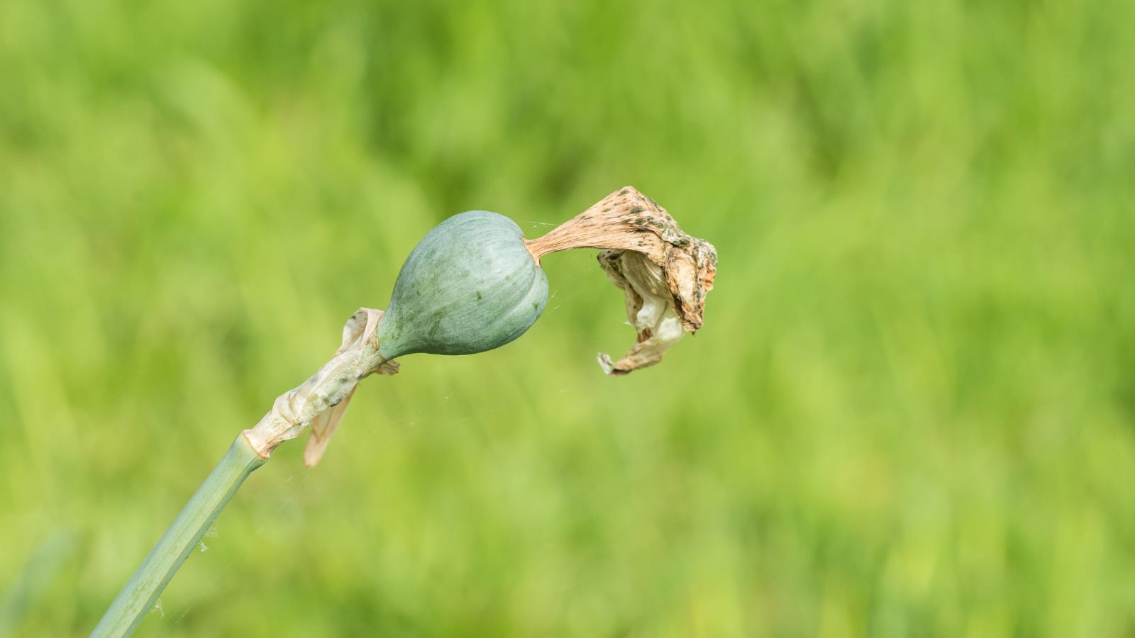 A close-up shot of a seed pod of a bloom in a well lit area outdoors