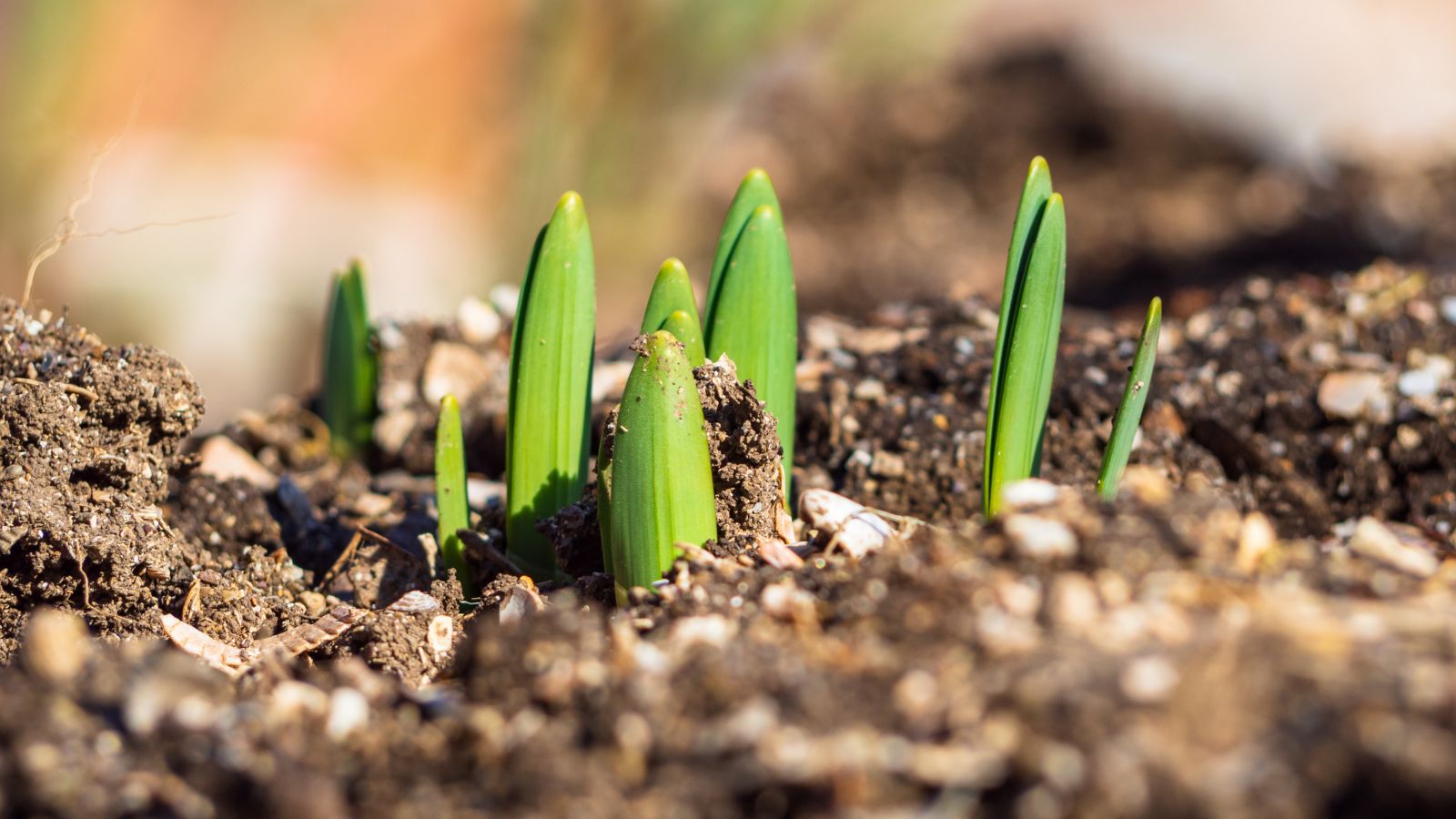 A close-up shot of several developing seedlings of a plant in a well lit area outdoors