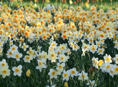 A shot of a field of narcissus flowers