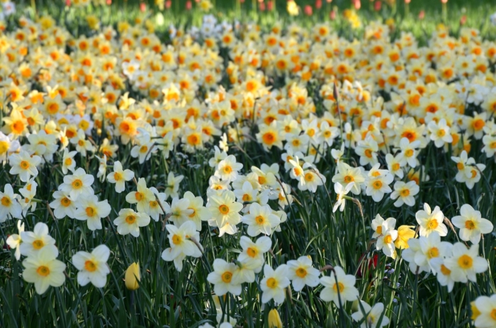 A shot of a field of narcissus flowers