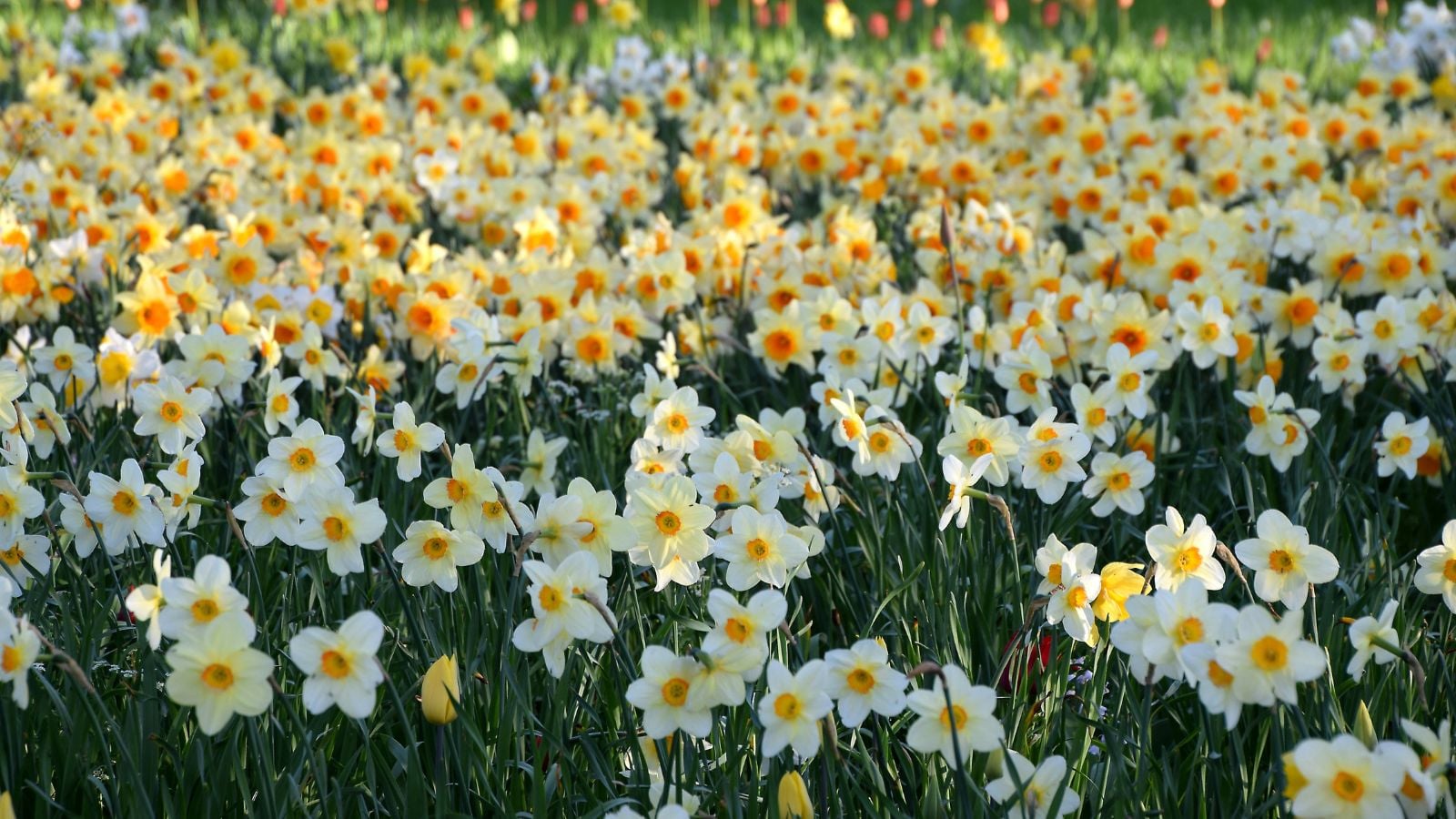 A shot of a field of narcissus flowers