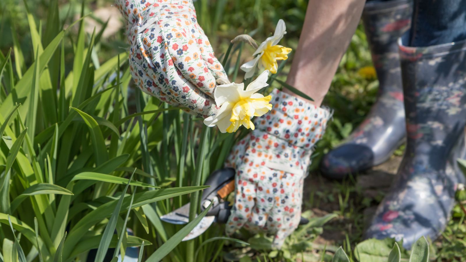 A shot of a person wearing boots and garden gloves, using pruners to cut off a stem of a plant