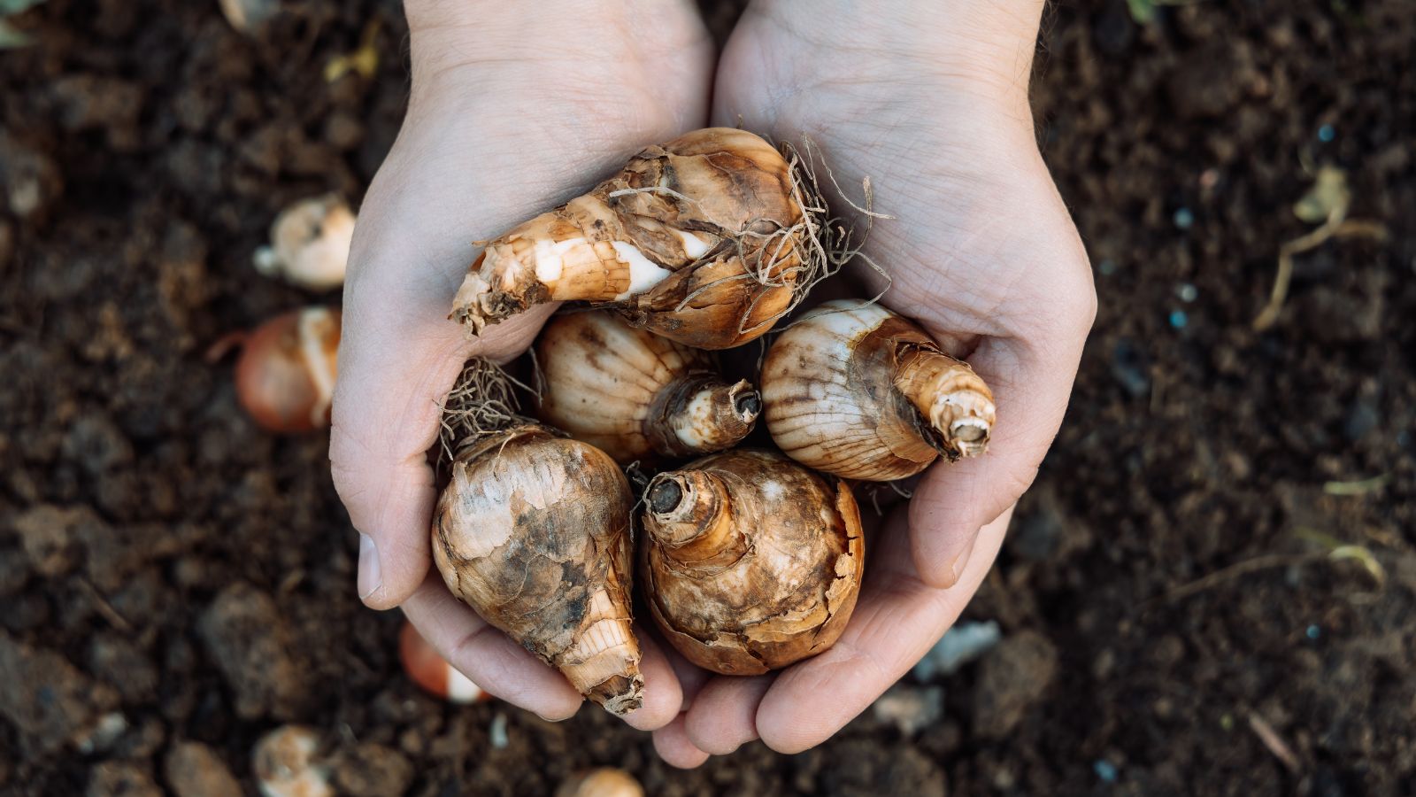 An overhead shot of a person holding a small pile of bulbs of a plant in a well lit area outdoors