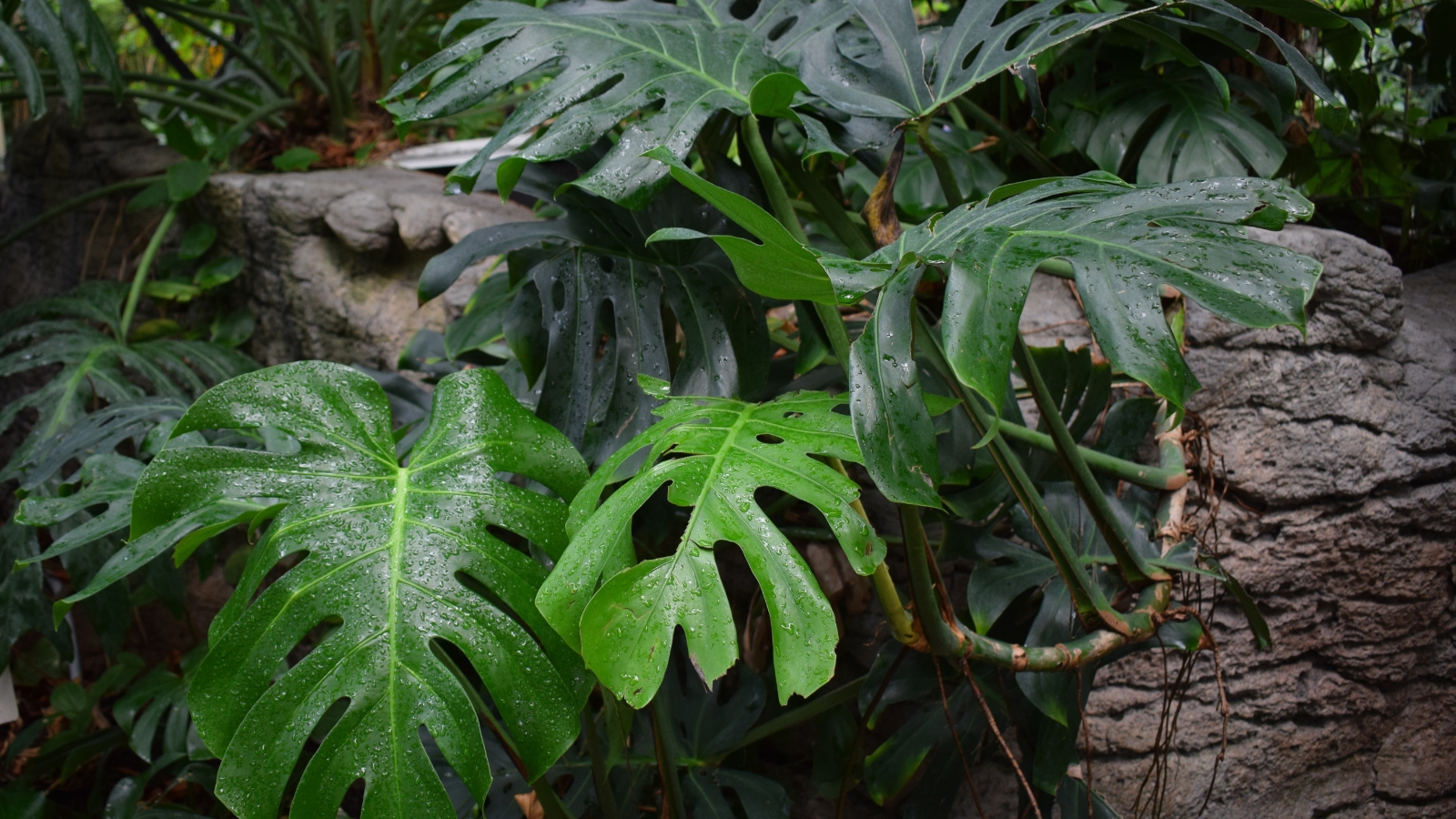 Robust, dark green leaves featuring dramatic splits, set against a textured natural background of tree bark, creating a strong contrast between leaves and surroundings.
