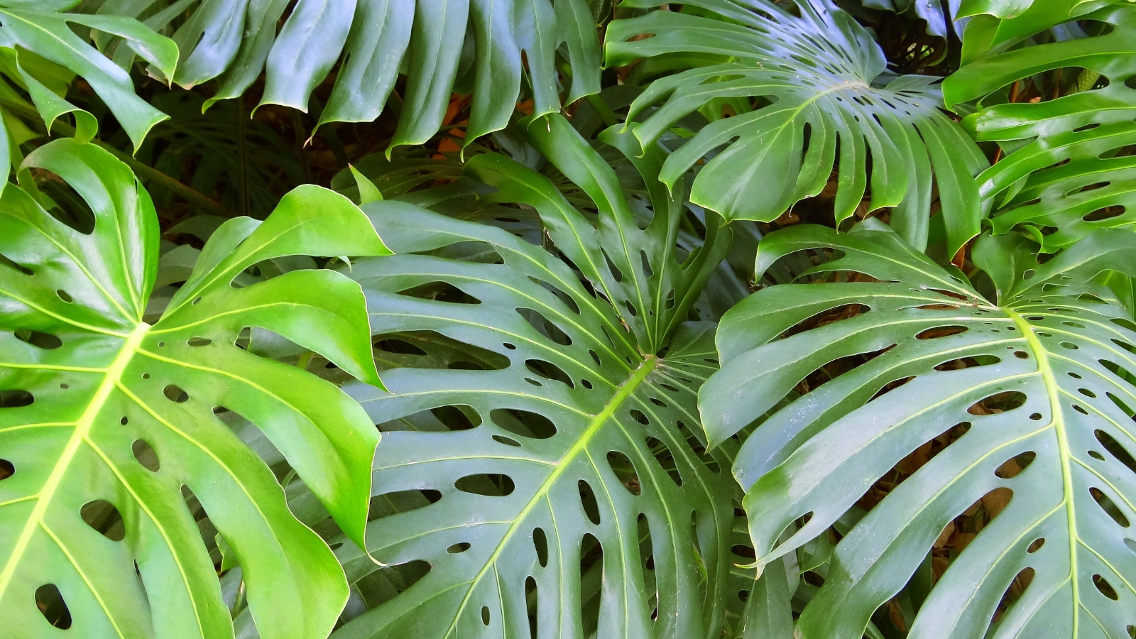 A thick arrangement of glossy green leaves with intricate cuts and fenestrations, growing in a dense, jungle-like setting, with a mix of shadows and bright green hues.