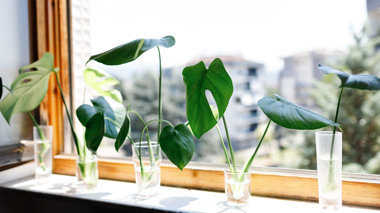 Several green leaves with split patterns are placed in clear glass jars filled with water, lined up on a windowsill overlooking a cityscape in the background.
