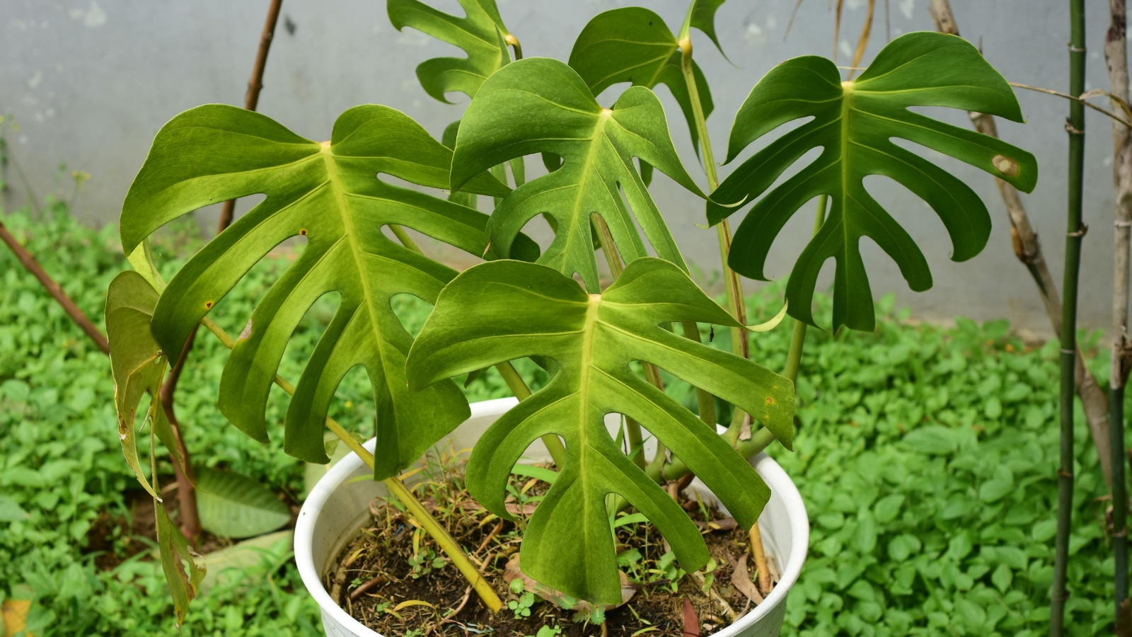 A white pot containing lush, green leaves with deep cuts and slightly curled edges, positioned in a garden setting with visible ground cover and greenery around.