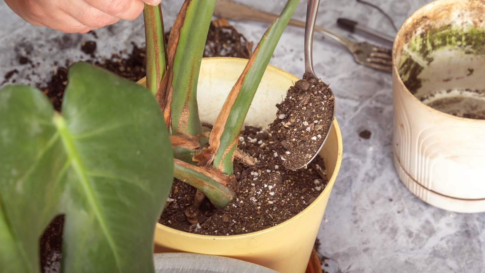 Close-up of hands adding soil around thick, green stems of a plant in a pot, showing care in planting and soil distribution, with additional plants and pots in the background.