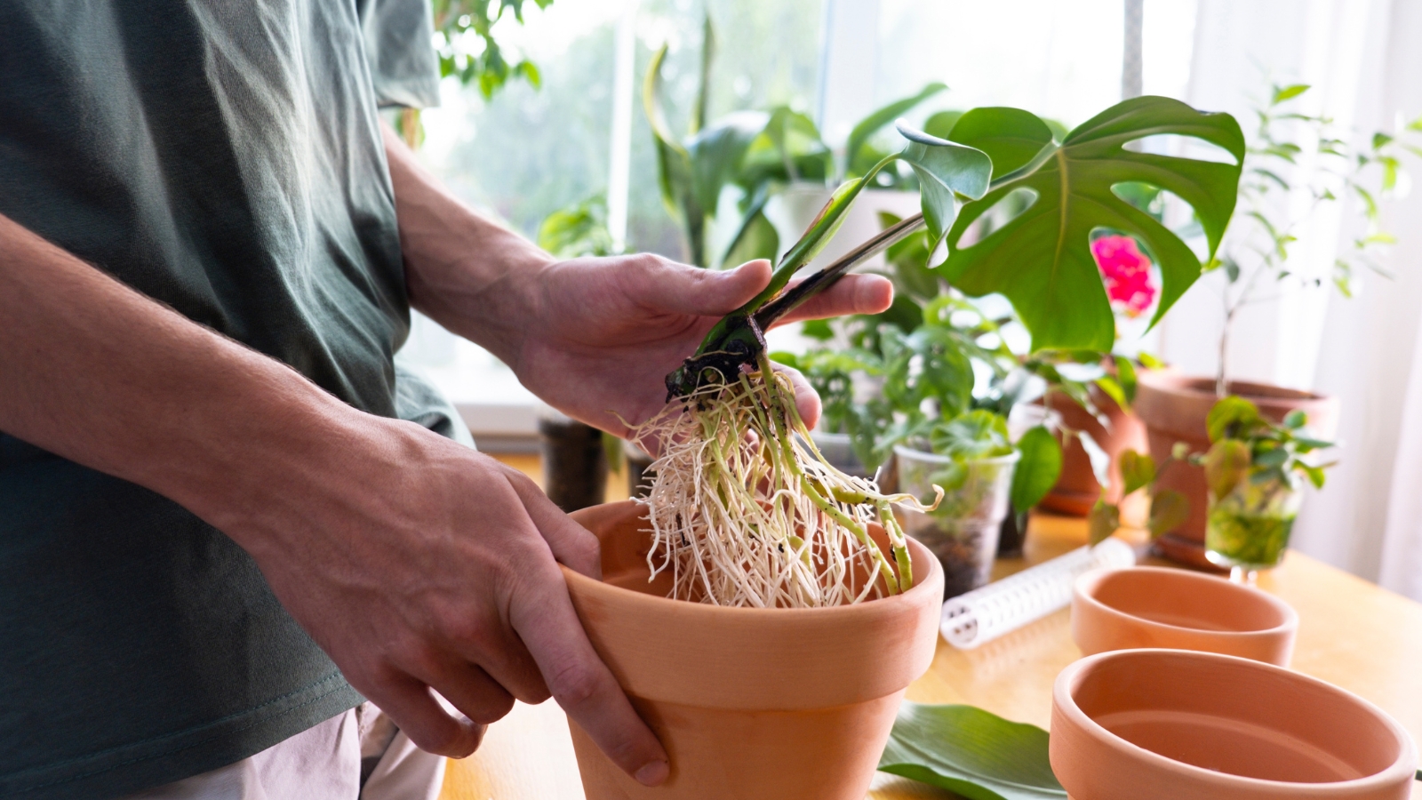 Close-up of hands carefully repotting a plant with exposed roots into a terracotta pot, with other plants and gardening materials visible on the table around it.
