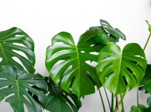 A close-up of large, vibrant green leaves with natural splits and perforations, showcasing glossy textures and a healthy, thriving appearance with multiple overlapping layers.