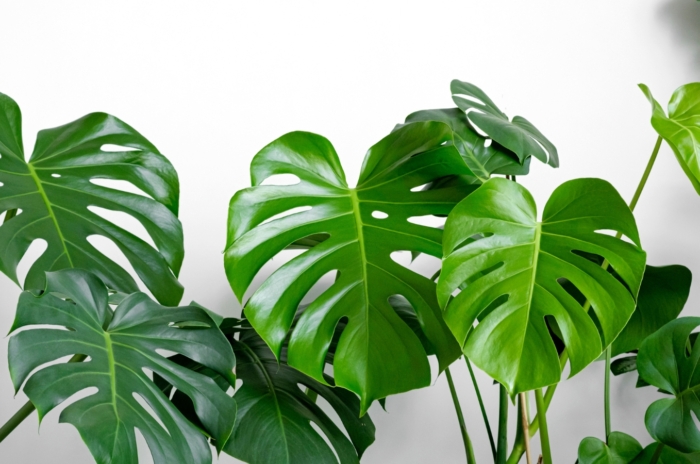 A close-up of large, vibrant green leaves with natural splits and perforations, showcasing glossy textures and a healthy, thriving appearance with multiple overlapping layers.