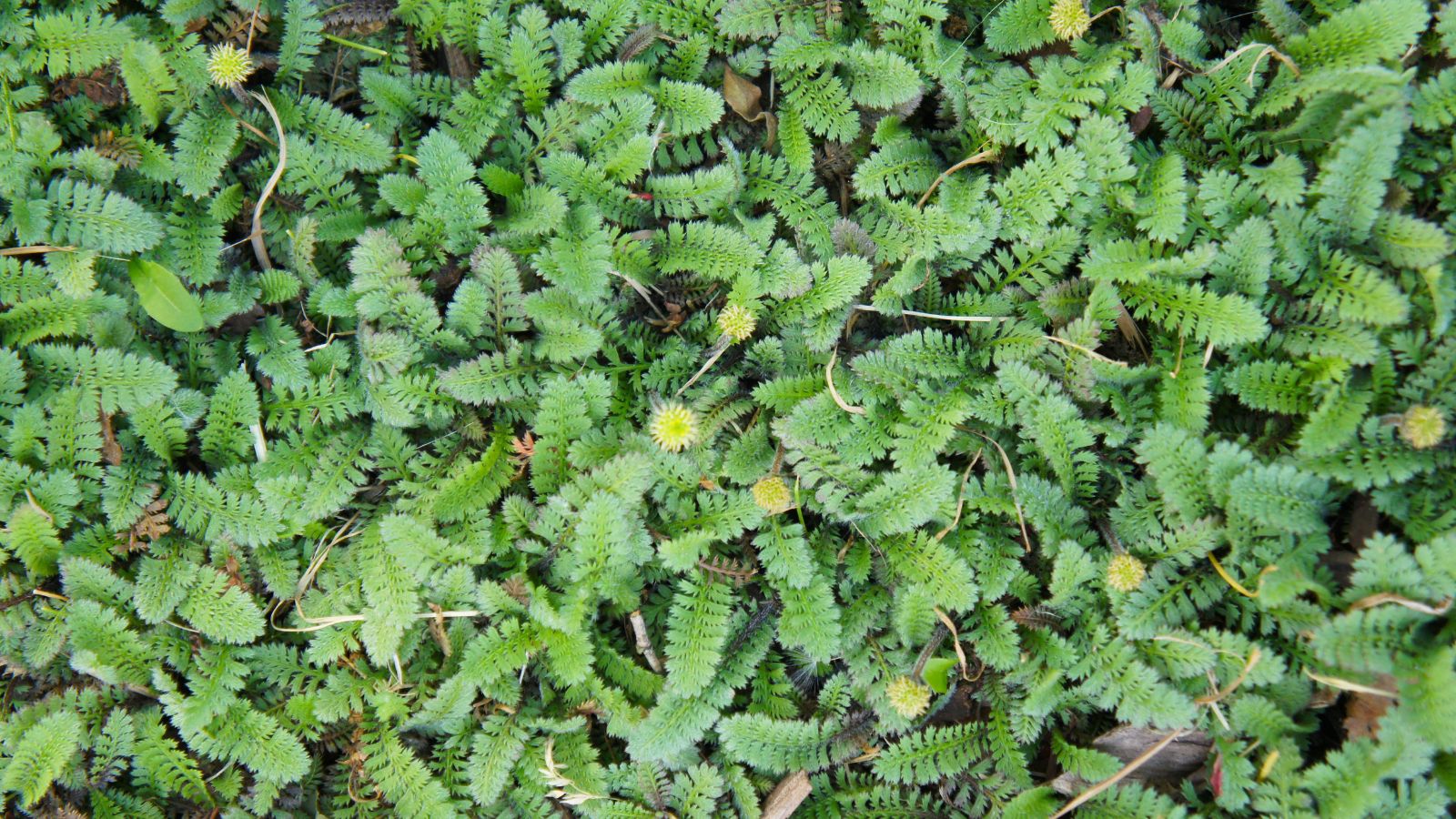 A close-up shot of green leaves of a Brass Button low-growing plant