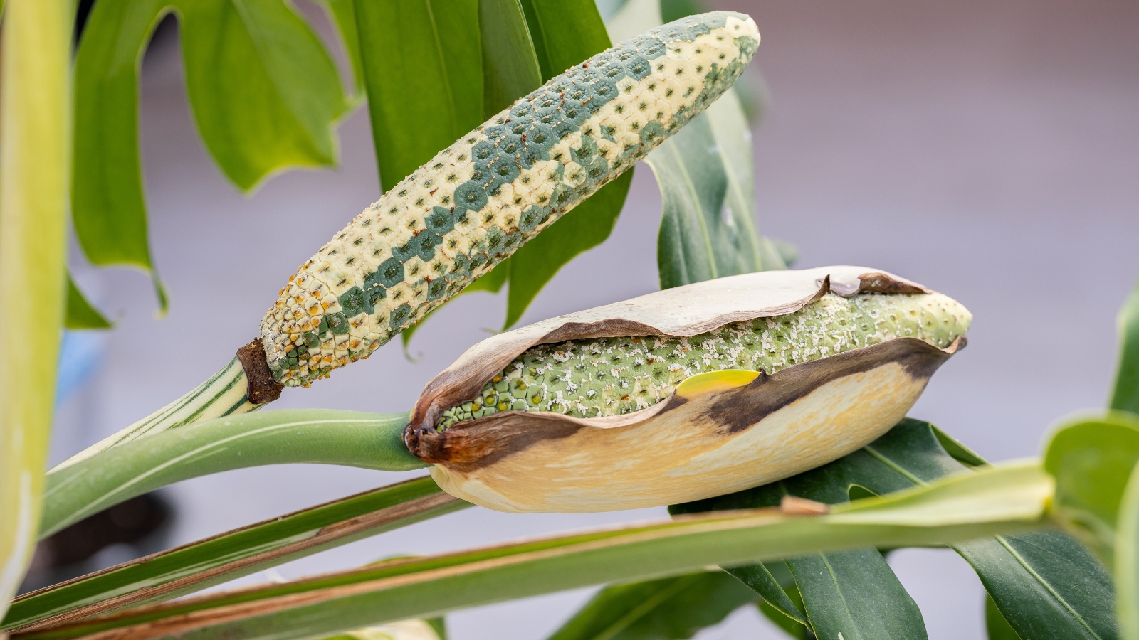 Close-up of a young, unfurling fruit with a speckled texture, showing light green colors and intricate details, with other plant leaves visible in the soft background.