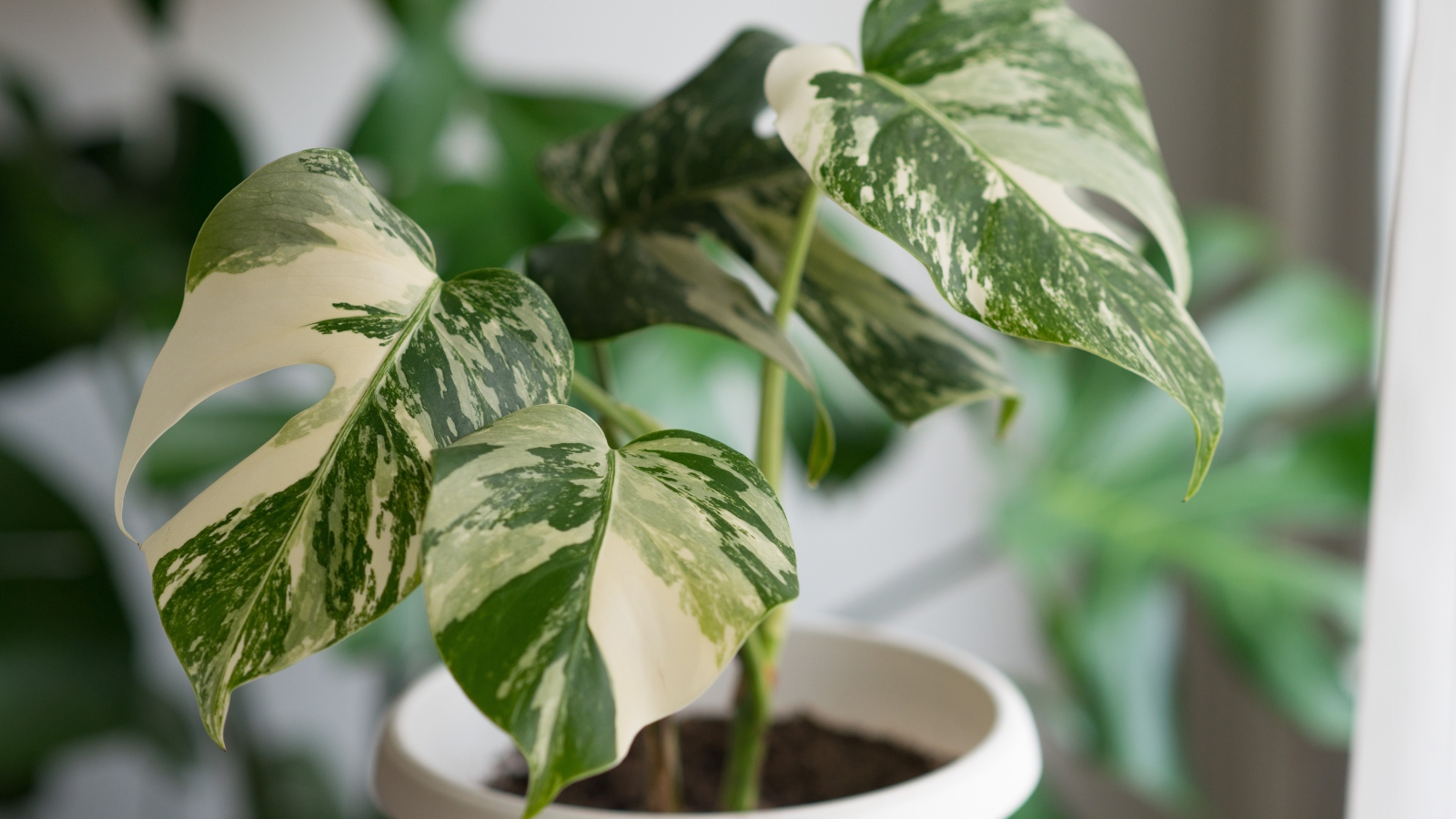 A variegated leaf showing a unique blend of green and cream hues, with natural splits, positioned indoors in a bright space with surrounding greenery.