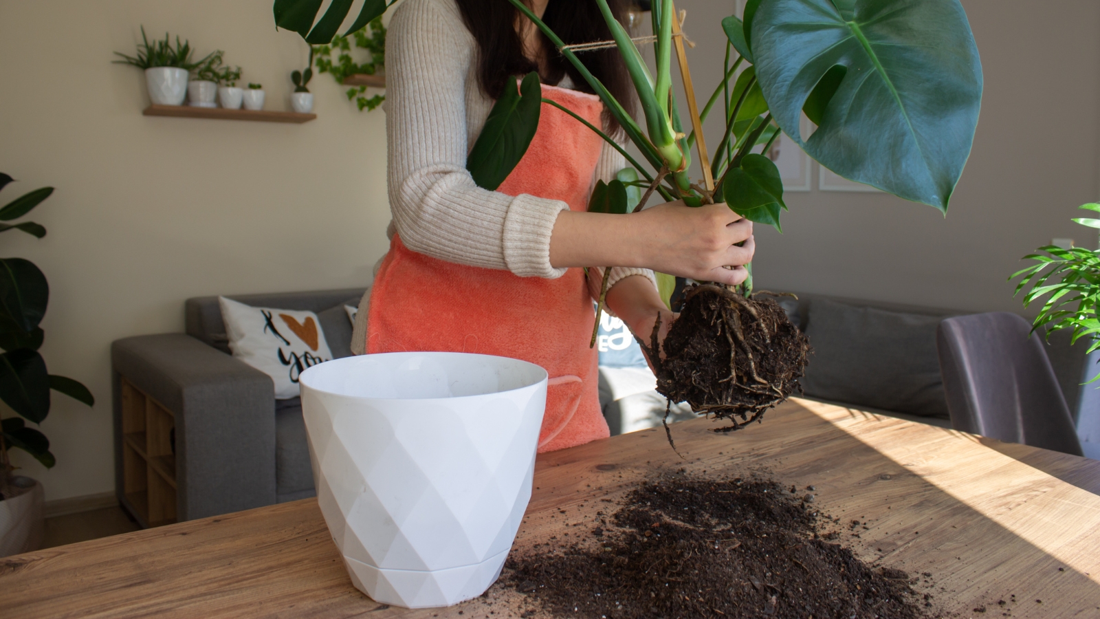 A woman in a bright room carefully placing a large leafy plant into a white, geometric pot on a table, with soil and potting supplies on the surface.