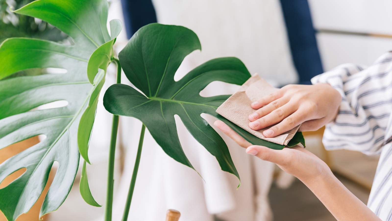 A hand gently touching a large green leaf with round holes and smooth texture, showcasing an indoor care scene, with bright lighting and surrounding decor.